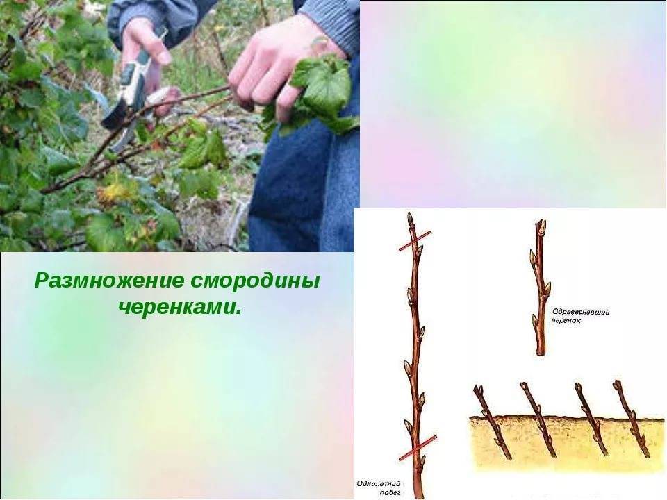 Как размножить красную смородину 4 способами