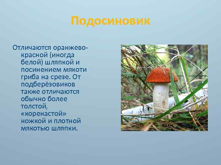 Подосиновик — описание, виды, полезные свойства, где растет, когда собирать и различать от ложного гриба