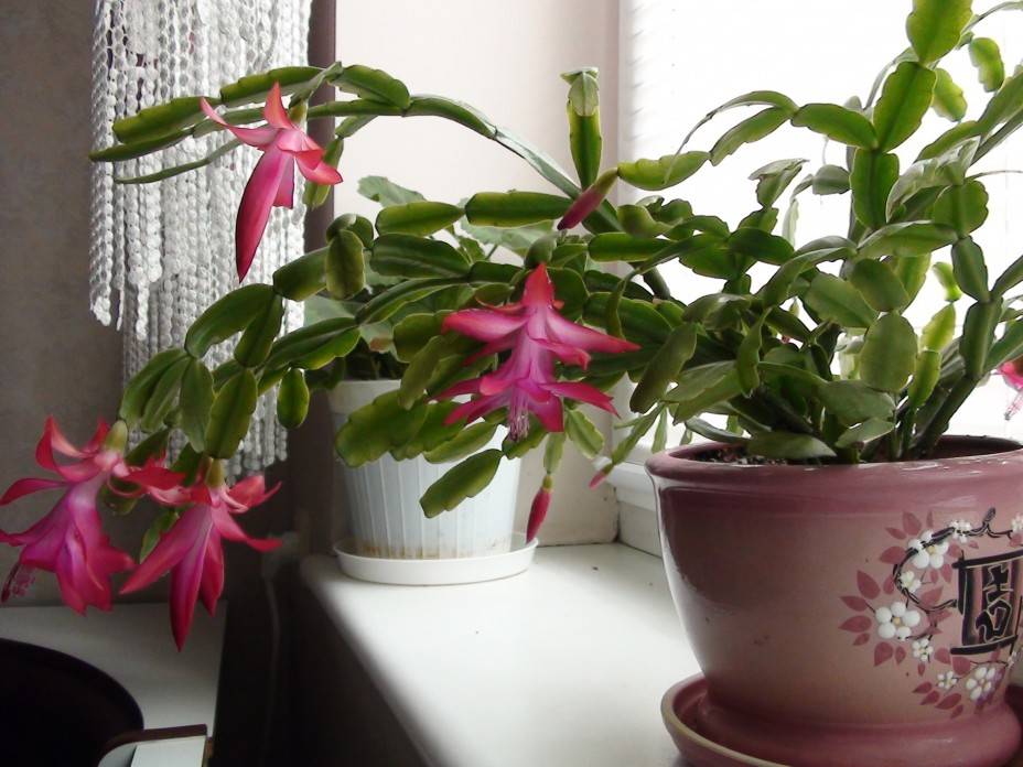 Цветок декабрист: уход в домашних условиях, пересадка, приметы и суеверия - lifeflower