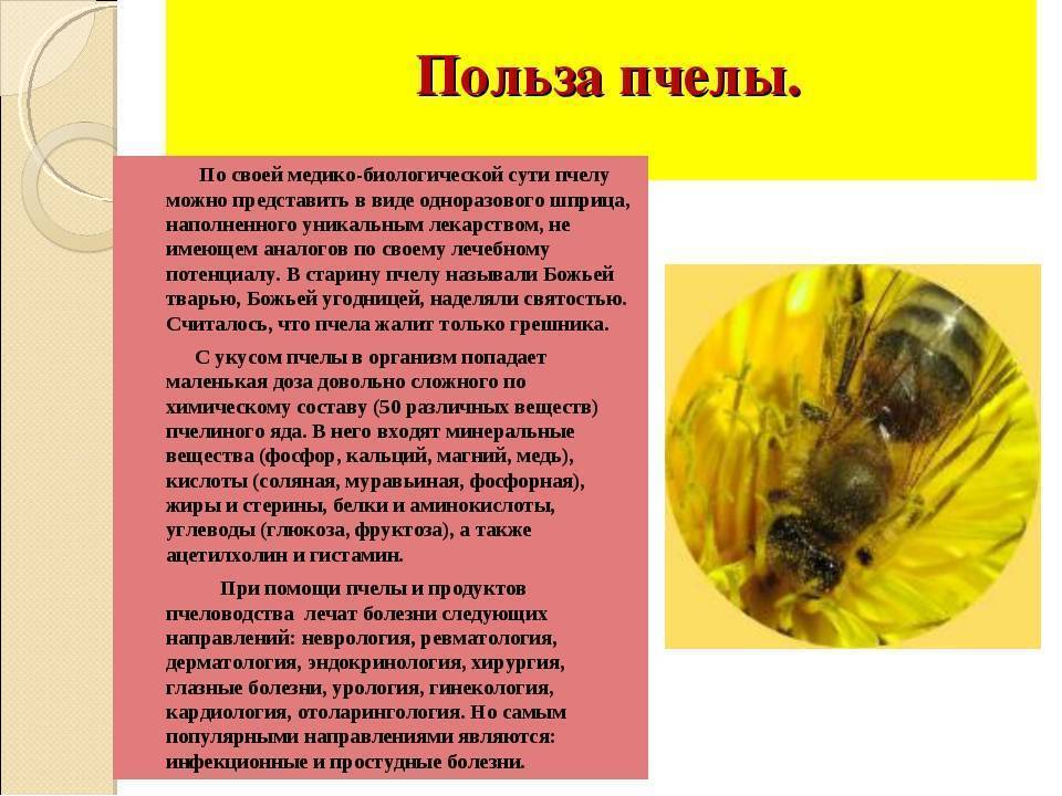 Лечение пчёлами — апитерапия: польза и вред, показания к пчёлотерапии
