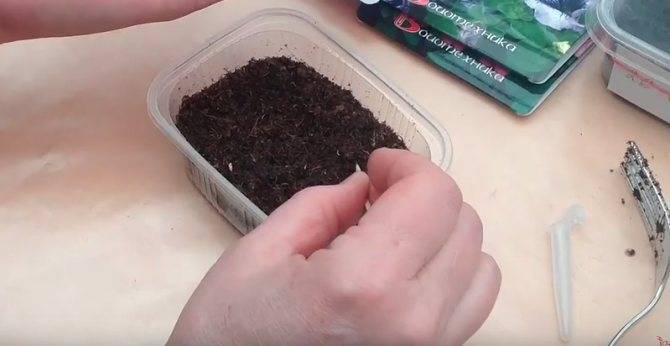 Как посеять петунию на рассаду на снег