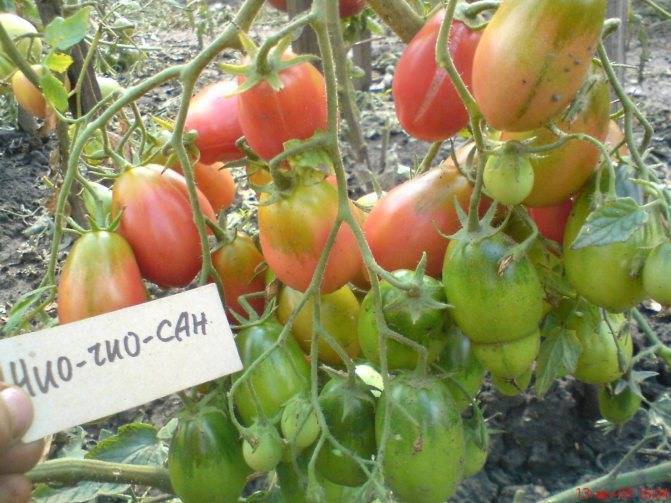 Томат чио-чио-сан оранжевый