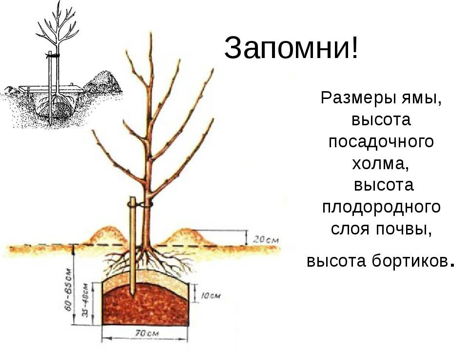 Сажаем вишню весной. как правильно посадить вишню осенью саженцами – пошаговая инструкция. как правильно посадить вишню