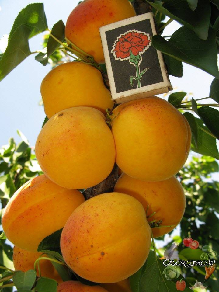 Сорт абрикоса алеша: описание сорта, фото, отзывы