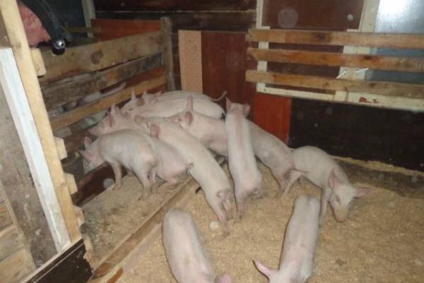 Ферментационная подстилка для свиней и кур — обзор бактерий, советы по применению