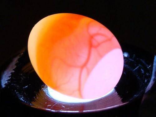 Овоскопирование индоутиных яиц по дням фото