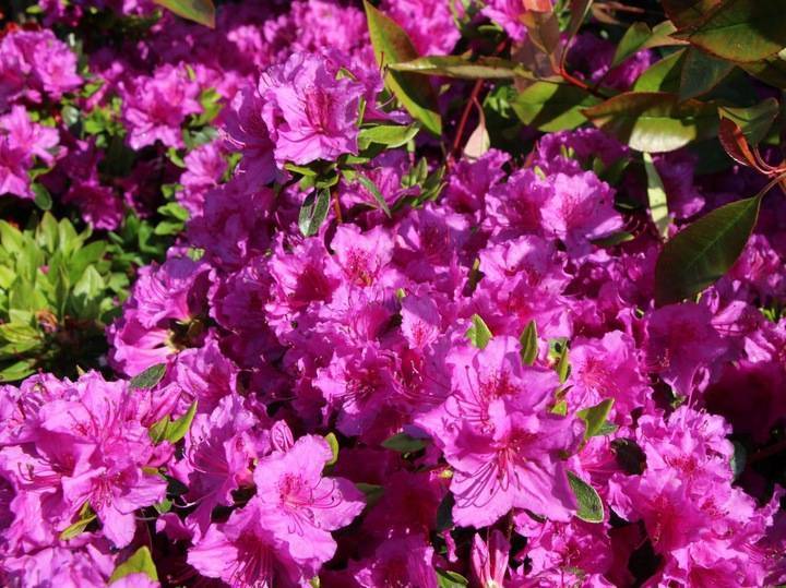 Азалия японская: разновидности садового цветка с фото - марушка, драпа, кенигштайн, арабеск (арабеска), а также правила посадки и ухода за растением