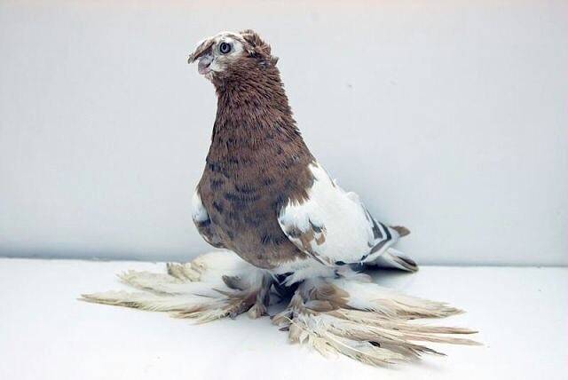 Узбекские голуби: описание породы, содержание, кормление, разведение