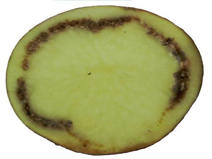 Кольцевая гниль картофеля: описание как лучше избавиться, какие существуют методы борьбы, способы лечения и фото клубней