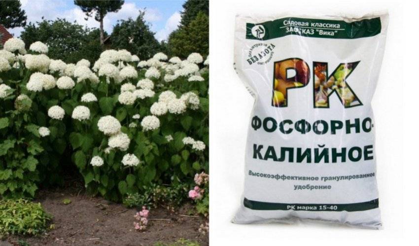 Как и чем подкормить гортензию весной для пышного цветения в сезоне
