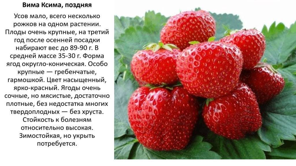 Сорт клубники вима