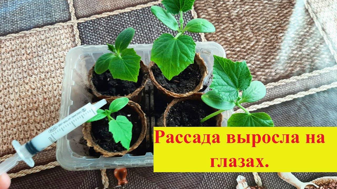 Чем подкормить огурцы на подоконнике народные средства
