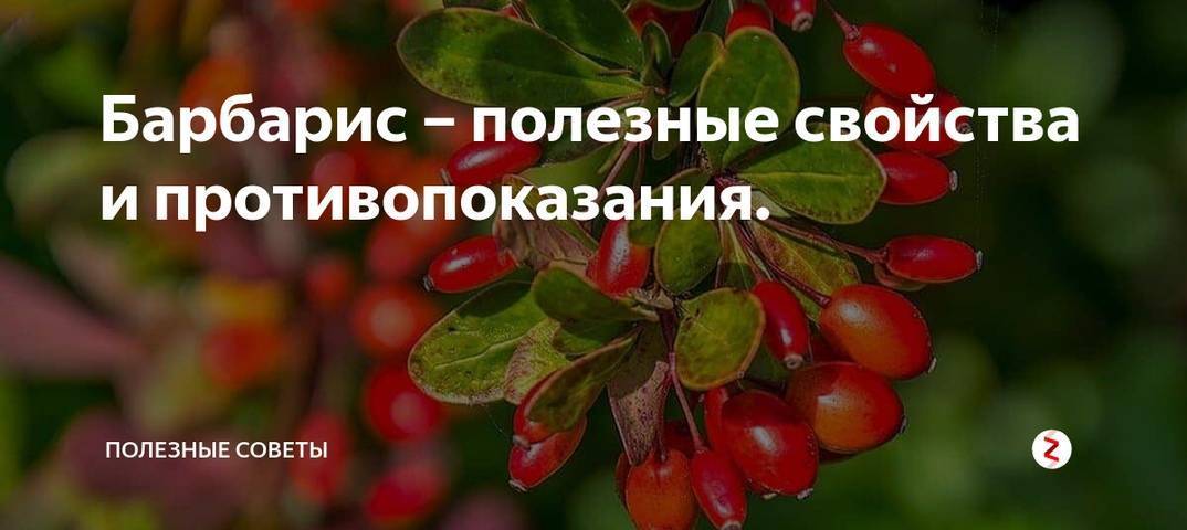 Барбарис - интернет-журнал «живой лес»