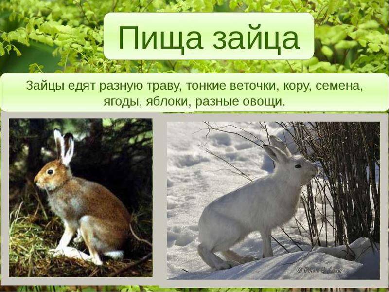 Чем питаются зайцы в природе
