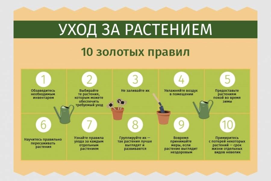 Как ухаживать за цветами домашними. комнатные цветы. как ухаживать за комнатными цветами: правильный уход за домашними растениями. | здоровое питание