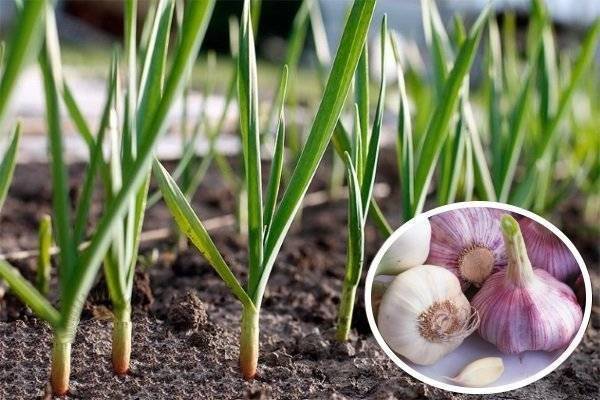 Описание сортов чеснока, который сажают целыми головками, выращивание и уход