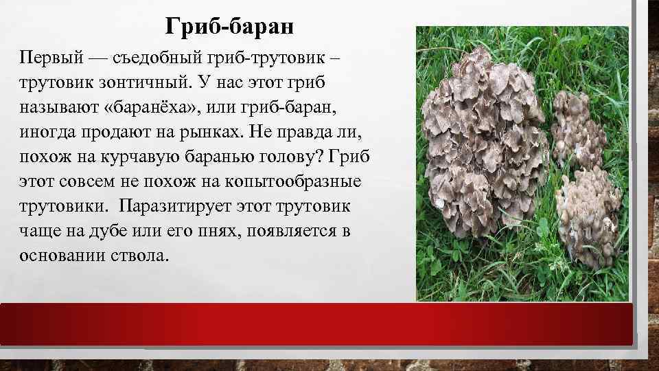 Гриб грифола курчавая – съедобный или нет, описание, фото, выращивание и описание технологии | cельхозпортал