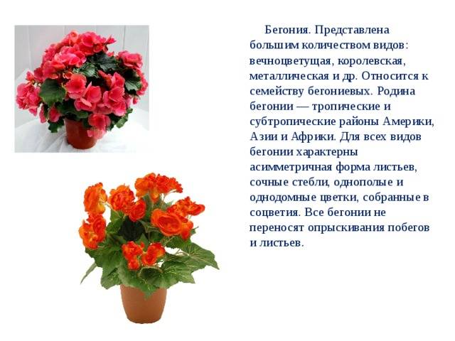 Бегония комнатный цветок. сорта, уход, способы размножения
