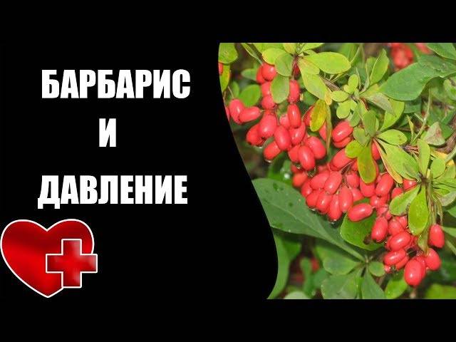 Барбарис: что это, лечебные свойства и противопоказания