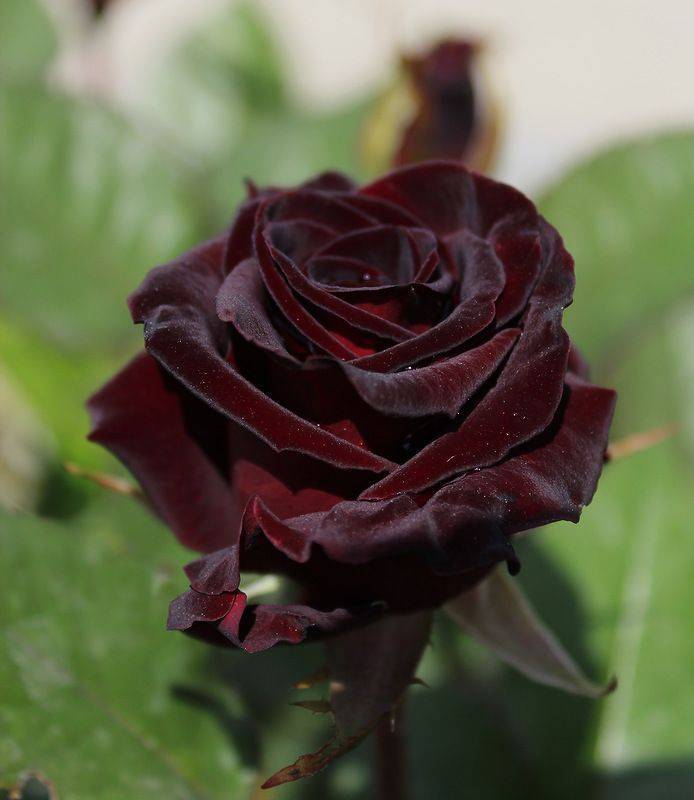 Роскошная роза черная королева с редчайшей расцветкой и багровым переливом