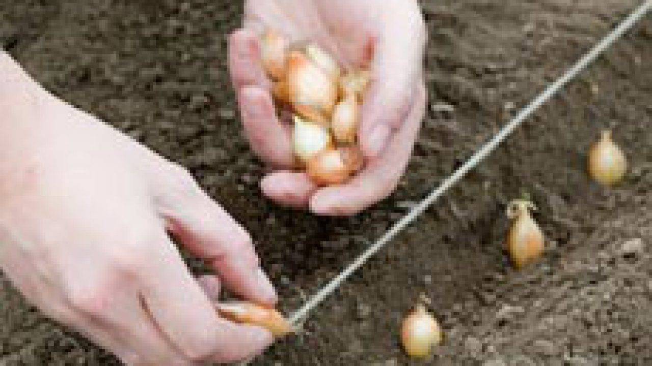 Какой лук и когда посадить под зиму?