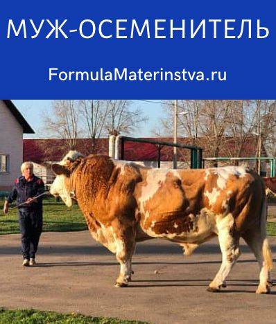 Характеристика казахских белоголовых коров, достоинства и недостатки породы