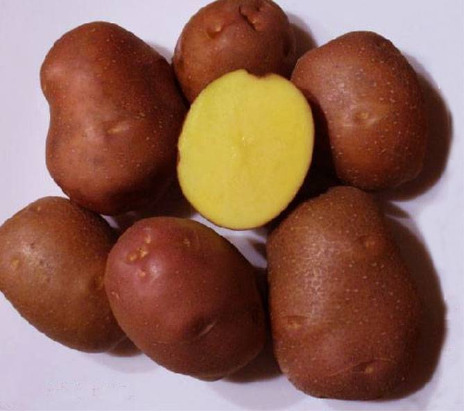 Картофель беллароза: описание и характеристика сорта, посадка и уход, отзывы с фото