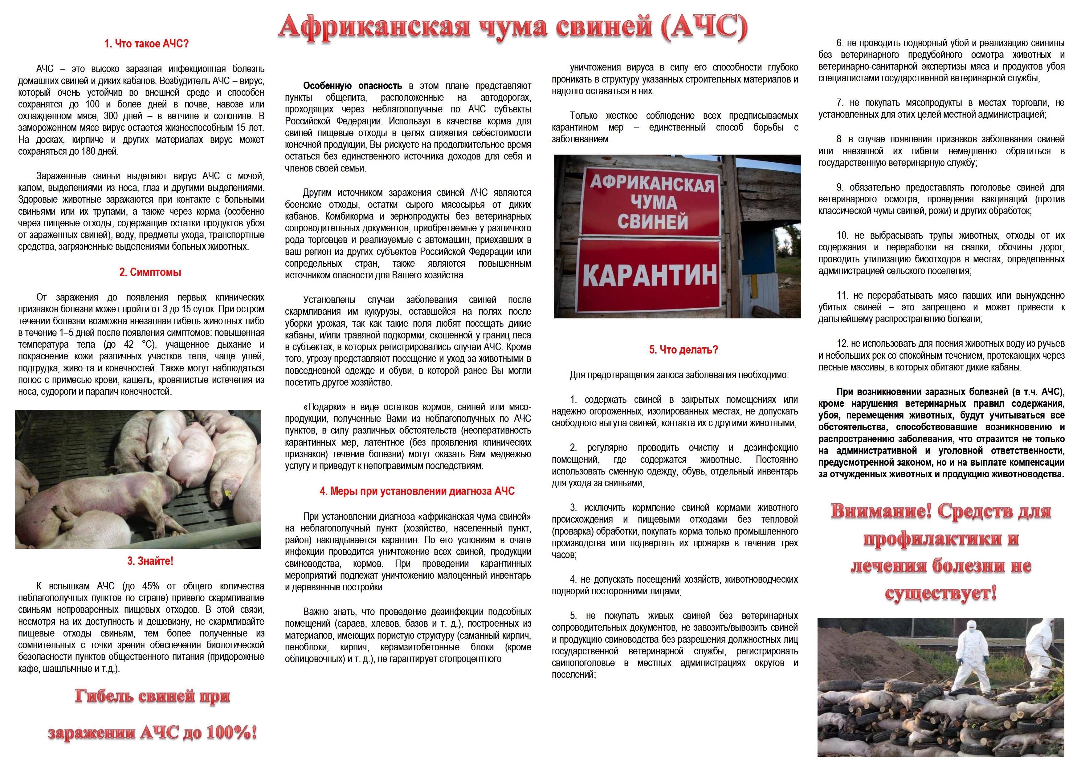 Африканская чума свиней: признаки заболевания, фото, чем опасна для человека