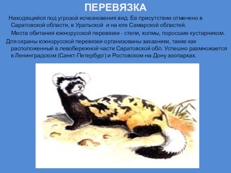 ᐉ хорь перевязка: описание внешности и особенности характера - kcc-zoo.ru