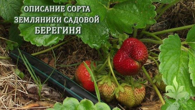 Клубника берегиня - подарок от селекционеров - ягоды | описание, советы, отзывы, фото и видео