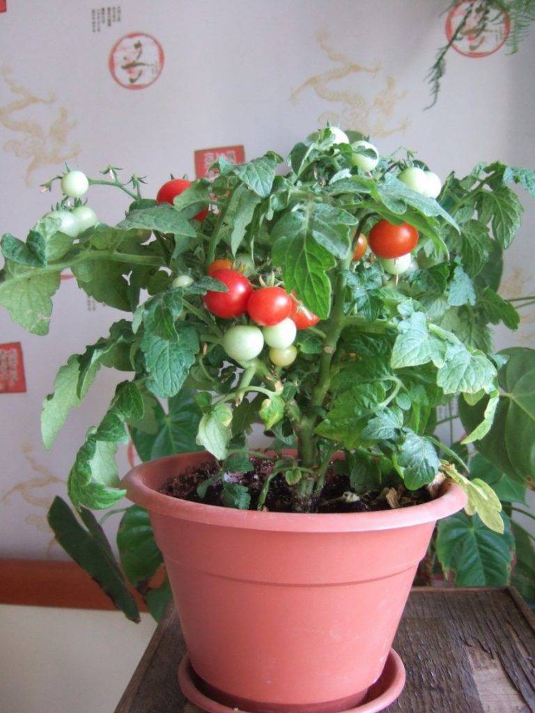 Выращиваем помидоры дома в любое время года | мастер