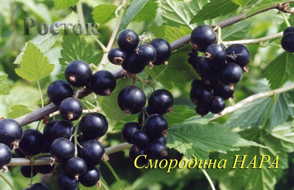 Черная смородина Нара