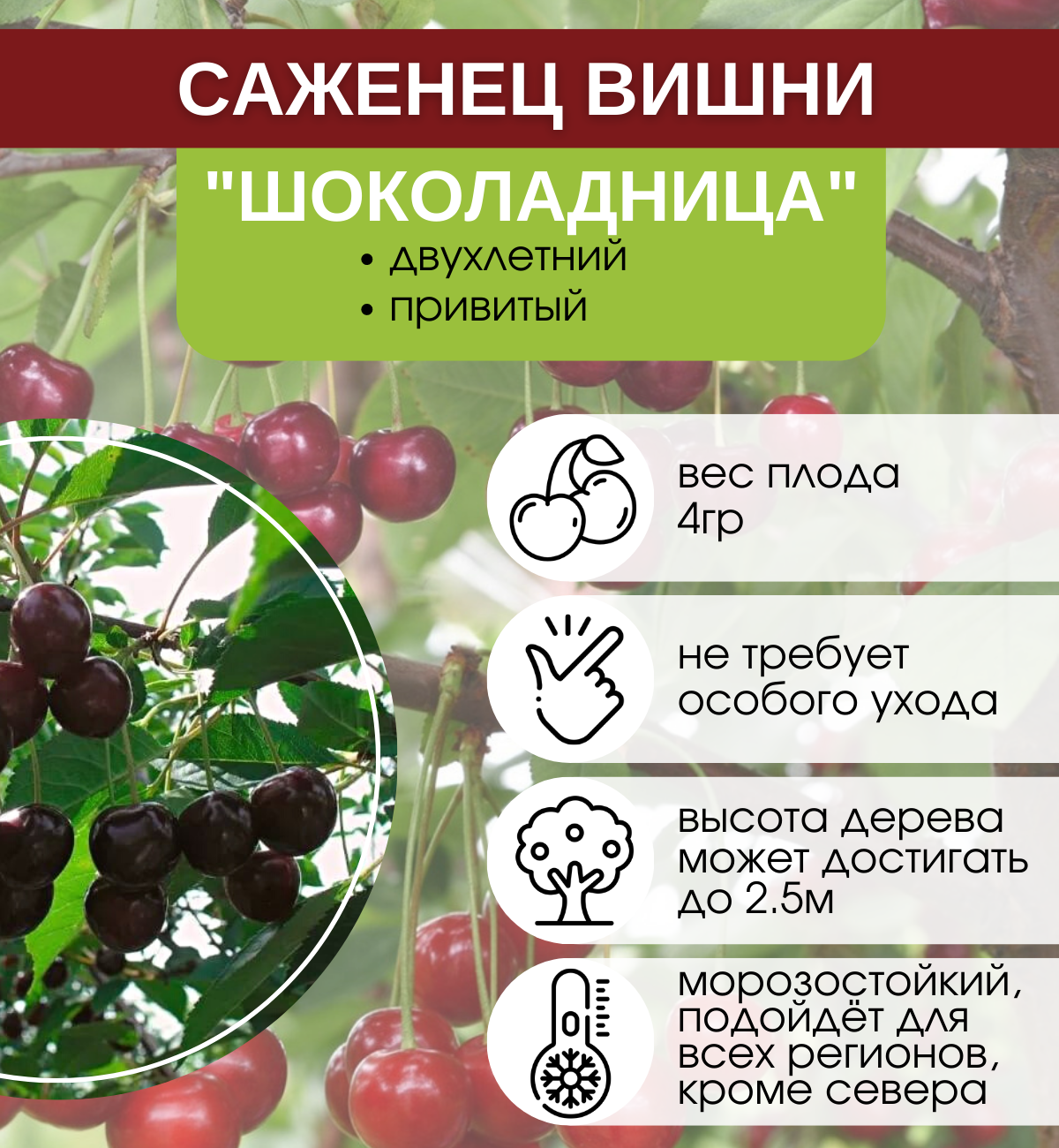 Вишня шоколадница описание сорта с фото и отзывами. посадка и уход