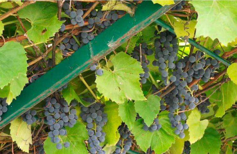 Сорт винограда альфа — надежный и проверенный временем