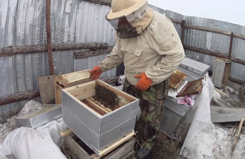 Пчелиная пасека — выбор места и советы по организации пасеки