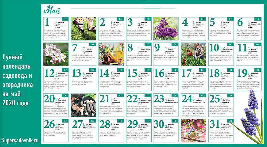 Лунный календарь для комнатных растений на 2020 год