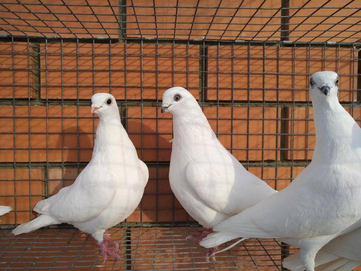 Высоколетные голуби венгры: фото, описание и разведение