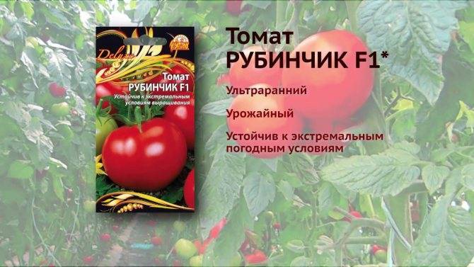 Томат Маруся: описание, отзывы