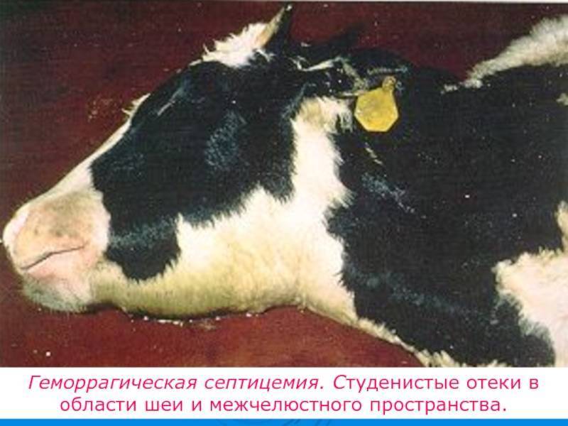Эшерихиоз и сальмонеллез сельскохозяйственных животных, статьи nita-farm