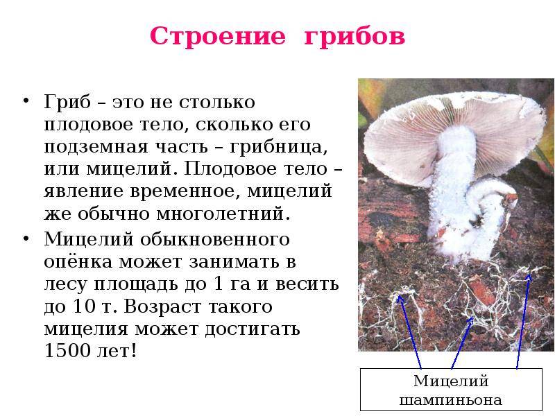 Выращивание грибов в домашних условиях: для новичков (видео)