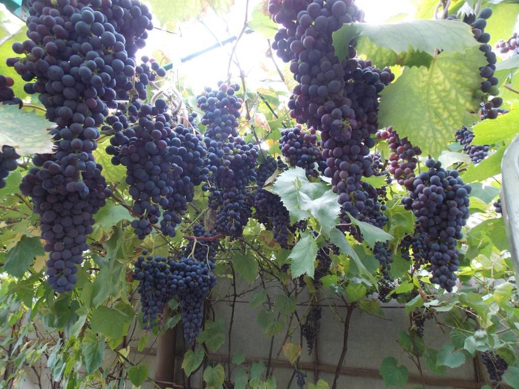 Северный виноград: сорта для широт севера россии: сладкий, мускат донской, ранний - описания