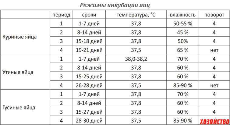 Инкубация яиц цесарки в домашних условиях: закладка, режим инкубации, таблица