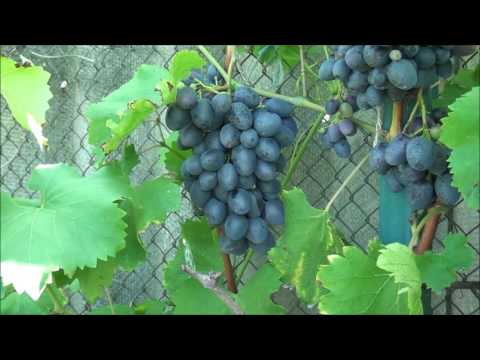 ᐉ лучшие столовые сорта винограда для краснодарского края: виноградари кубани - zoo-mamontenok.ru
