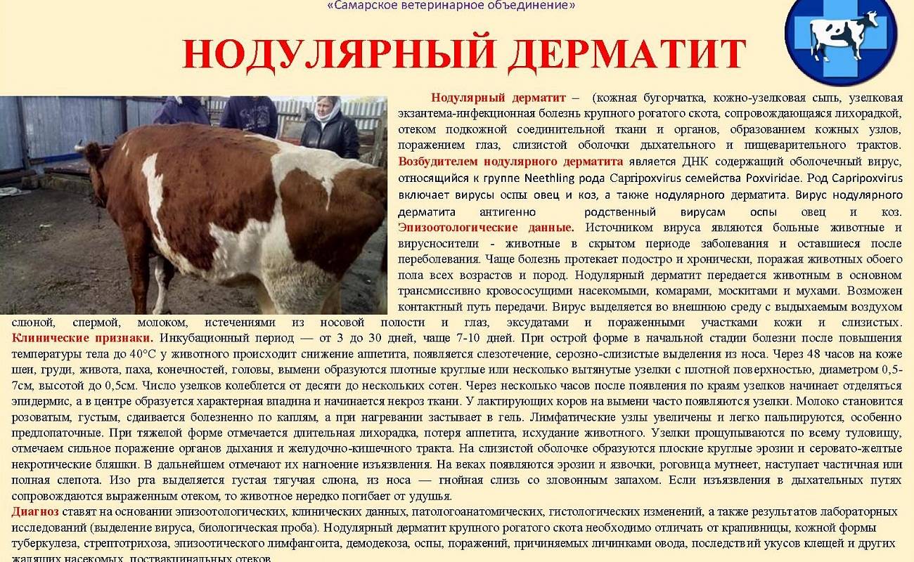 Лечение нодулярного дерматита у коровы
