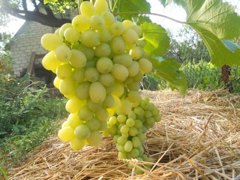 Сорт винограда лора – описание и характеристики, морозостойкость, урожайность, отзывы
