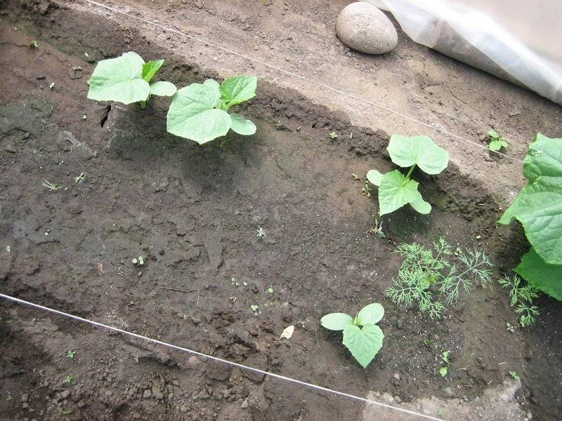 Высадка рассады огурцов в открытый. Рассада огурцов. Посадка огурцов на рассаду. Огурцы посадка в открытый грунт. Высадка рассады огурцов в открытый грунт.