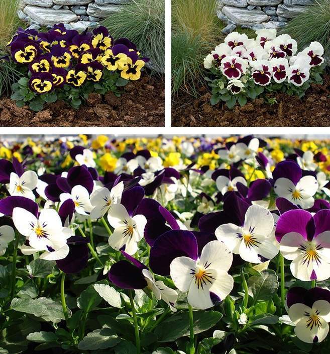 Цветок виола: особенности посадки, выращивание из семян, рассадой и уход