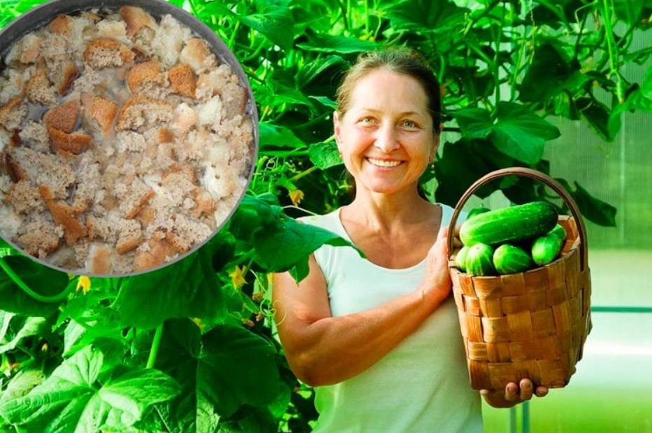 Хлебная закваска для летних подкормок огурцов