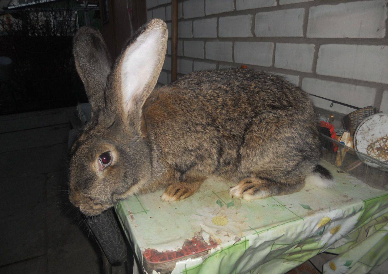 Кролики породы ризен: описание породы, содержание, кормление