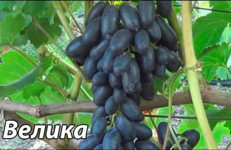 Виноград велика: описание сорта, его особенности и характеристики, заболевания и борьба с вредителями, фото selo.guru — интернет портал о сельском хозяйстве